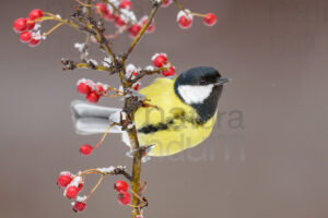 Foto di Cinciallegra (Parus major)