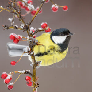 Foto di Cinciallegra (Parus major)