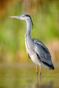 Foto di Airone cenerino (Ardea cinerea)