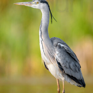 Foto di Airone cenerino (Ardea cinerea)