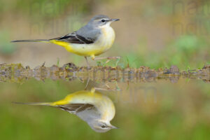 Foto di Ballerina gialla (Motacilla cinerea)
