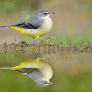 Foto di Ballerina gialla (Motacilla cinerea)