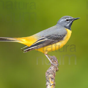 Foto di Ballerina gialla (Motacilla cinerea)