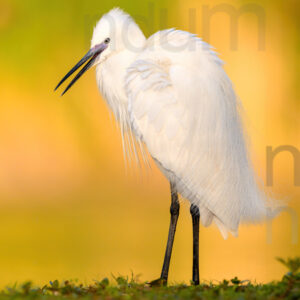 Foto di Garzetta (Egretta garzetta)