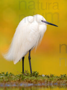 Foto di Garzetta (Egretta garzetta)