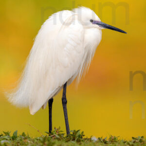 Foto di Garzetta (Egretta garzetta)