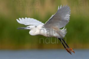 Foto di Garzetta (Egretta garzetta)