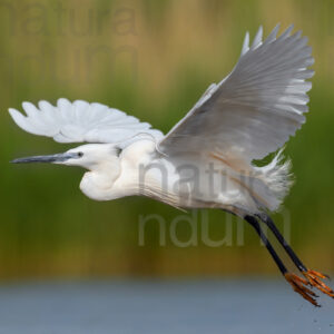 Foto di Garzetta (Egretta garzetta)