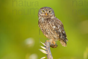 Foto di Civetta (Athene noctua)