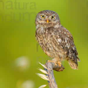 Foto di Civetta (Athene noctua)