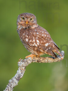 Foto di Civetta (Athene noctua)