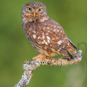 Foto di Civetta (Athene noctua)
