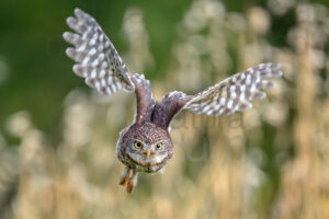 Foto di Civetta (Athene noctua)