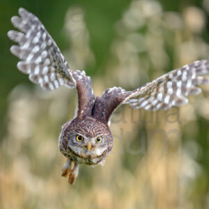Foto di Civetta (Athene noctua)