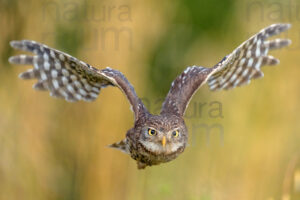 Foto di Civetta (Athene noctua)