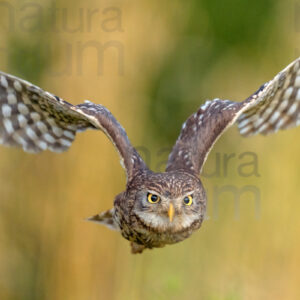 Foto di Civetta (Athene noctua)