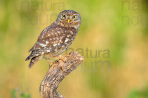 Foto di Civetta (Athene noctua)