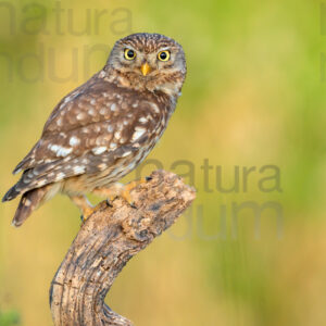 Foto di Civetta (Athene noctua)