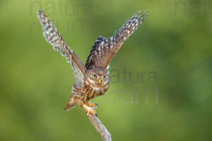 Foto di Civetta (Athene noctua)