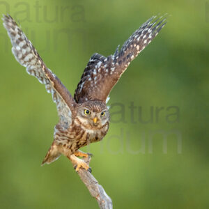 Foto di Civetta (Athene noctua)