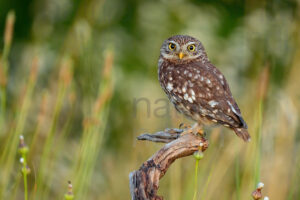 Foto di Civetta (Athene noctua)