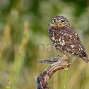 Foto di Civetta (Athene noctua)