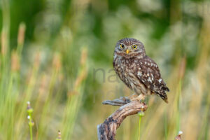 Foto di Civetta (Athene noctua)
