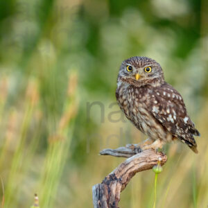 Foto di Civetta (Athene noctua)