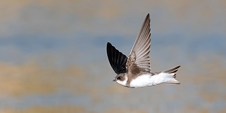 foto di passeriformi