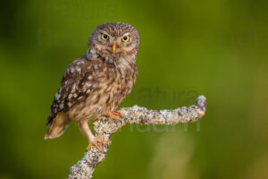 Foto di Civetta (Athene noctua)